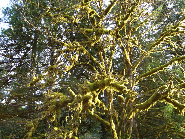 moss covered tree in Willamette National Forest